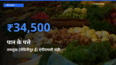 तमलुक (मेदिनीपुर ई) एपीएमसी मंडी में आज पान के पत्ते के सबसे ऊँचे दाम दर्ज