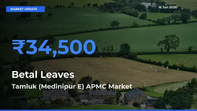 Tamluk (Medinipur E) APMC Tops Betal Leaves Rates – June 16 Market Update