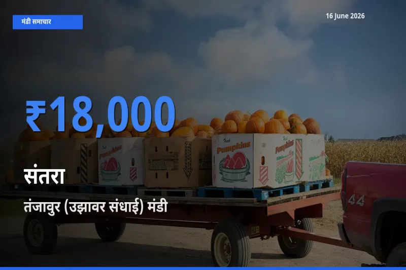 तंजावुर (उझावर संधाई) मंडी में आज संतरा के सबसे ऊँचे दाम दर्ज