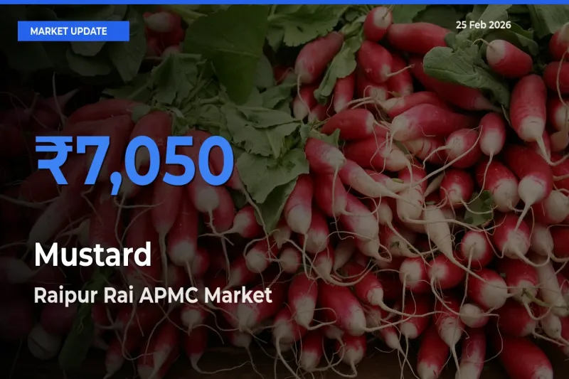 Raipur Rai APMC Tops Mustard Mandi Rates Today