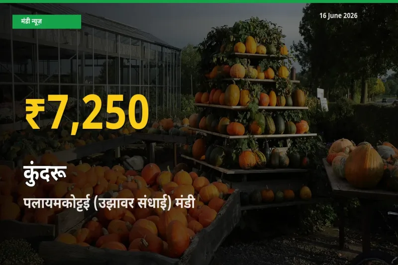 कुंदरू के भावों में जबरदस्त उछाल, पलायमकोट्टई (उझावर संधाई) में नया उच्च स्तर