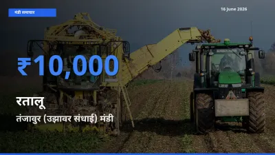 आज रतालू के सबसे ज़्यादा दाम तंजावुर (उझावर संधाई) मंडी में दर्ज