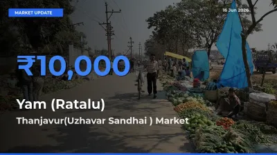 Top Performer! Thanjavur(Uzhavar Sandhai ) Offers Best Yam (Ratalu) Price Today