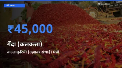 आज का मंडी भाव: गेंदा (कलकत्ता) के सबसे ज़्यादा दाम कल्लाकुरिची (उझावर संधाई) में