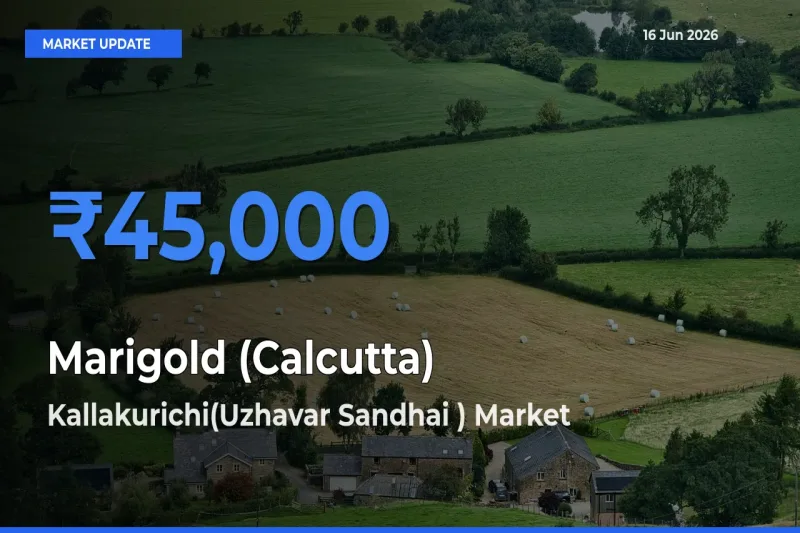 Top Performer! Kallakurichi(Uzhavar Sandhai ) Offers Best Marigold (Calcutta) Price Today