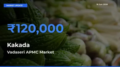 Vadaseri APMC Tops Kakada Rates – June 16 Market Update