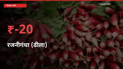 स्थानीय मंडी में रजनीगंधा (ढीला) के दाम अचानक 19.76% गिरे, किसानों की चिंता बढ़ी