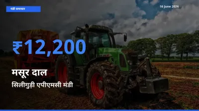 आज मसूर दाल के सबसे ऊँचे दाम ₹12,200 सिलीगुड़ी एपीएमसी मंडी में