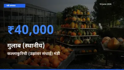 आज गुलाब (स्थानीय) के सबसे ऊँचे दाम ₹40,000 कल्लाकुरिची (उझावर संधाई) मंडी में