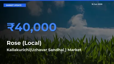 Kallakurichi(Uzhavar Sandhai ) Tops Rose (Local) Mandi Rates Today