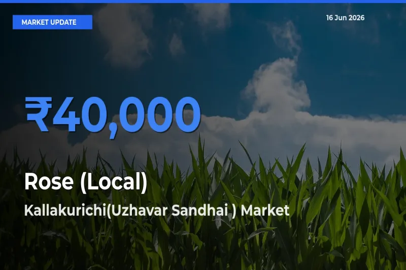 Kallakurichi(Uzhavar Sandhai ) Tops Rose (Local) Mandi Rates Today