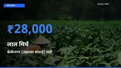 आज लाल मिर्च के सबसे ऊँचे दाम ₹28,000 केकेनगर (उझावर संधाई) मंडी में