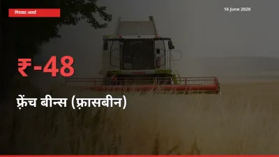 फ़्रेंच बीन्स (फ़्रासबीन) के दाम प्रमुख मंडी में 48.04% गिरे, 24 घंटे में बड़ा बदलाव