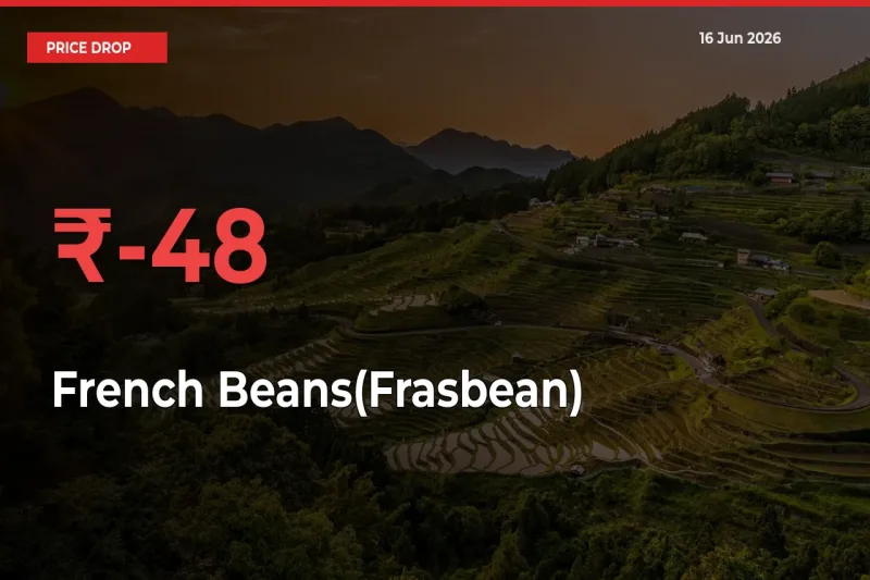 Why French Beans(Frasbean) Prices Fell 48.04% in a Day at Mandis