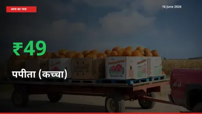 अचानक तेजी! मंडी में पपीता (कच्चा) के दाम 49.43% चढ़े