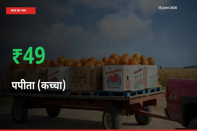 अचानक तेजी! मंडी में पपीता (कच्चा) के दाम 49.43% चढ़े