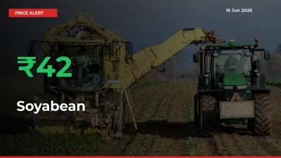 41.56% Spike in Soyabean Prices – Mandi Sees Sudden Rally