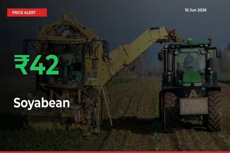 41.56% Spike in Soyabean Prices – Mandi Sees Sudden Rally