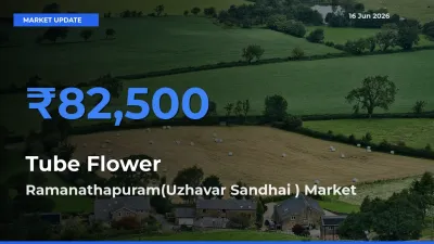 Ramanathapuram(Uzhavar Sandhai ) Emerges as Top Mandi for Tube Flower Prices Today