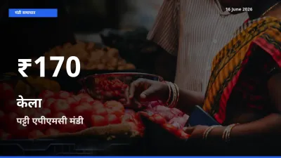 रिकॉर्ड गिरावट नहीं, लेकिन 30 दिन का न्यूनतम! पट्टी एपीएमसी में केला के दाम फिसले