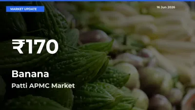 Big Drop! Banana Slides to 30-Day Low at Patti APMC