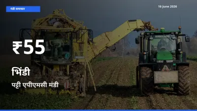 पट्टी एपीएमसी में भिंडी के दाम 30 दिन के न्यूनतम स्तर पर, आज का मंडी भाव देखें