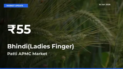 Bhindi(Ladies Finger) Mandi Rate Today: 30-Day Low Recorded in Patti APMC