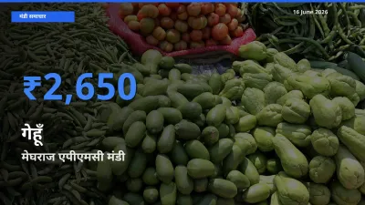 16 June अपडेट: गेहूँ के सबसे ऊँचे दाम मेघराज एपीएमसी मंडी में
