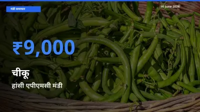 16 June अपडेट: चीकू के सबसे ऊँचे दाम हांसी एपीएमसी मंडी में