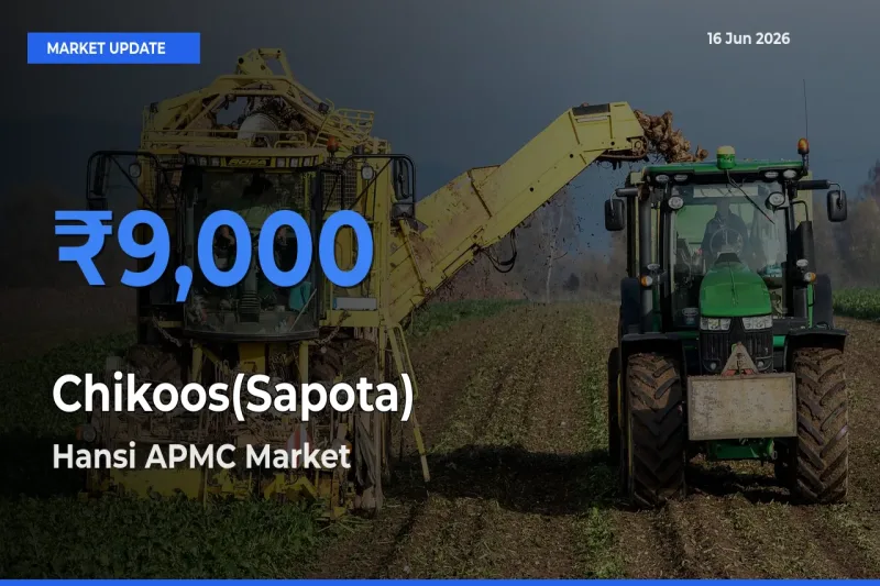 Top Performer! Hansi APMC Offers Best Chikoos(Sapota) Price Today