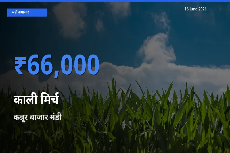 आज काली मिर्च के सबसे ज़्यादा दाम कन्नूर बाजार मंडी में दर्ज