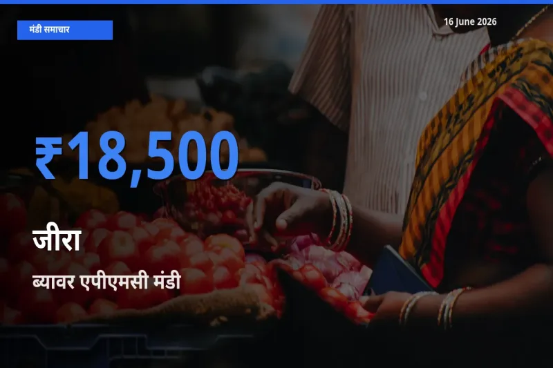 आज जीरा के सबसे ज़्यादा दाम ब्यावर एपीएमसी मंडी में दर्ज