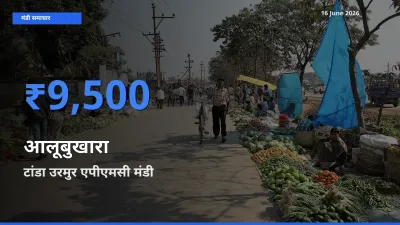 आज आलूबुखारा के सबसे ऊँचे दाम ₹9,500 टांडा उरमुर एपीएमसी मंडी में