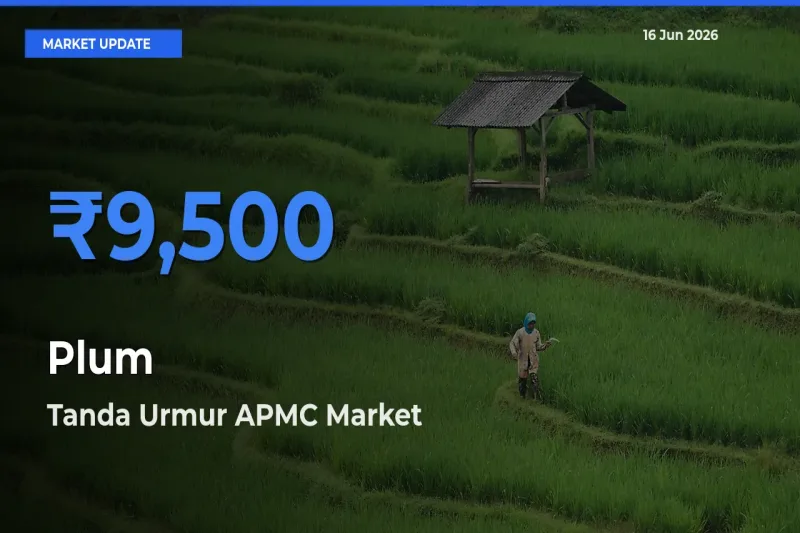 Tanda Urmur APMC Offers ₹9,500 – Highest Plum Rate Today