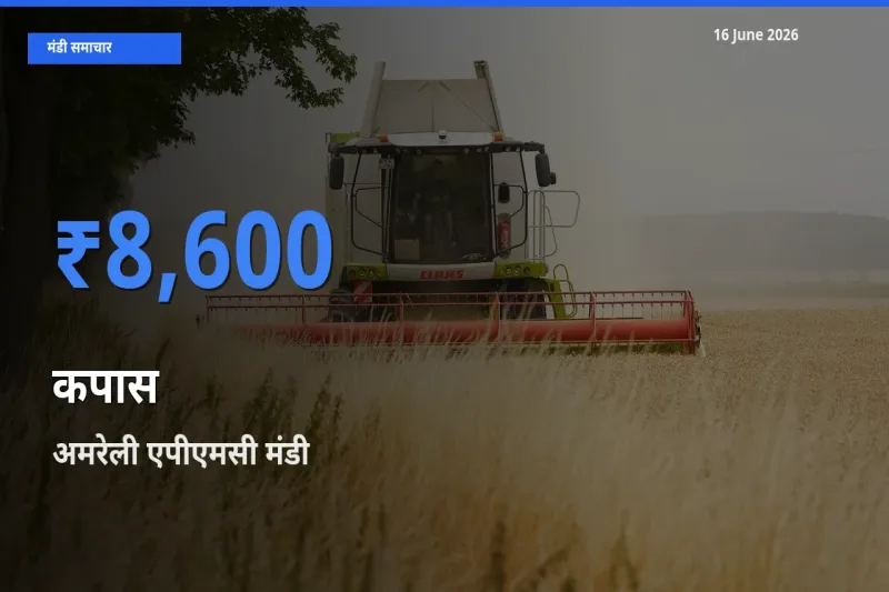 16 June अपडेट: कपास के सबसे ऊँचे दाम अमरेली एपीएमसी मंडी में