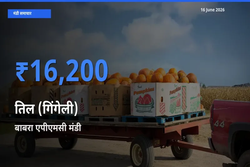 आज तिल (गिंगेली) के सबसे ऊँचे दाम ₹16,200 बाबरा एपीएमसी मंडी में