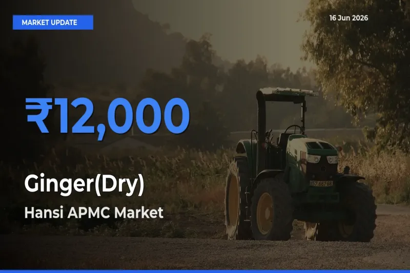 Hansi APMC Leads as Top Mandi for Ginger(Dry) Prices