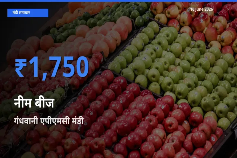 गंधवानी एपीएमसी में नीम बीज का आज सबसे ऊँचा भाव
