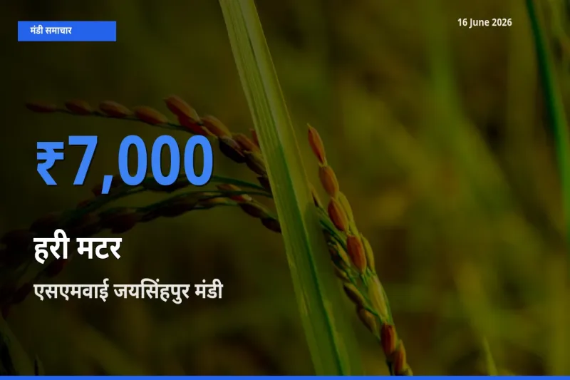 आज हरी मटर के सबसे ज़्यादा दाम एसएमवाई जयसिंहपुर मंडी में दर्ज