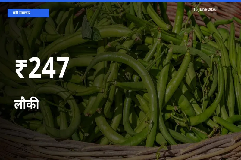 लौकी का ट्रेंड कई मंडियों में साफ