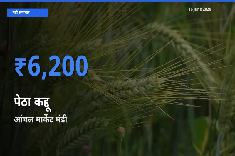 आंचल मार्केट में पेठा कद्दू का आज सबसे ऊँचा भाव