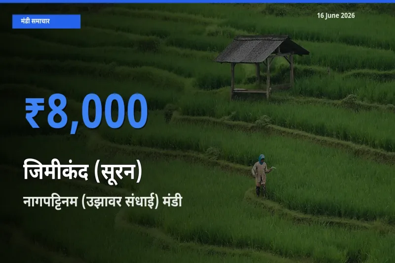 टॉप मंडी बना नागपट्टिनम (उझावर संधाई)! जिमीकंद (सूरन) के सबसे ऊँचे दाम यहीं दर्ज