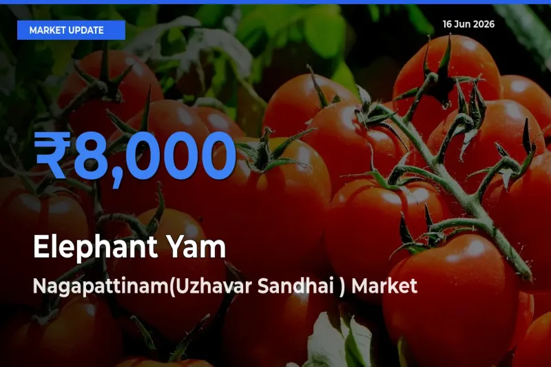 Elephant Yam Mandi Rate Today: Nagapattinam(Uzhavar Sandhai ) Tops the List