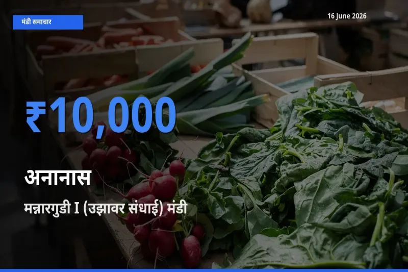 मन्नारगुडी I (उझावर संधाई) मंडी में आज अनानास के सबसे ऊँचे दाम दर्ज