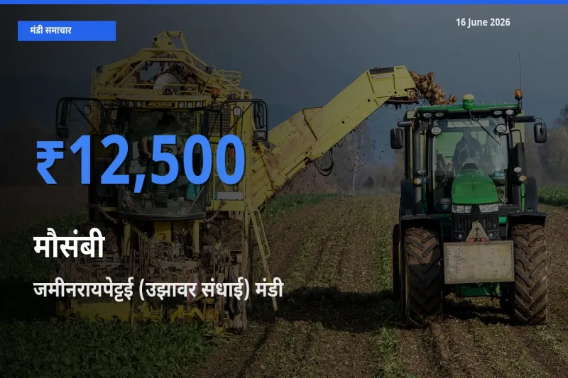 आज मौसंबी के सबसे ज़्यादा दाम जमीनरायपेट्टई (उझावर संधाई) मंडी में दर्ज