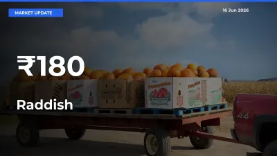Raddish Rates Show Broad Movement Across 180+ Mandis