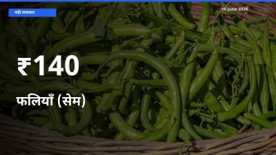 कई मंडियों में फलियाँ (सेम) के भाव एक दिशा में, बाज़ार का रुख साफ