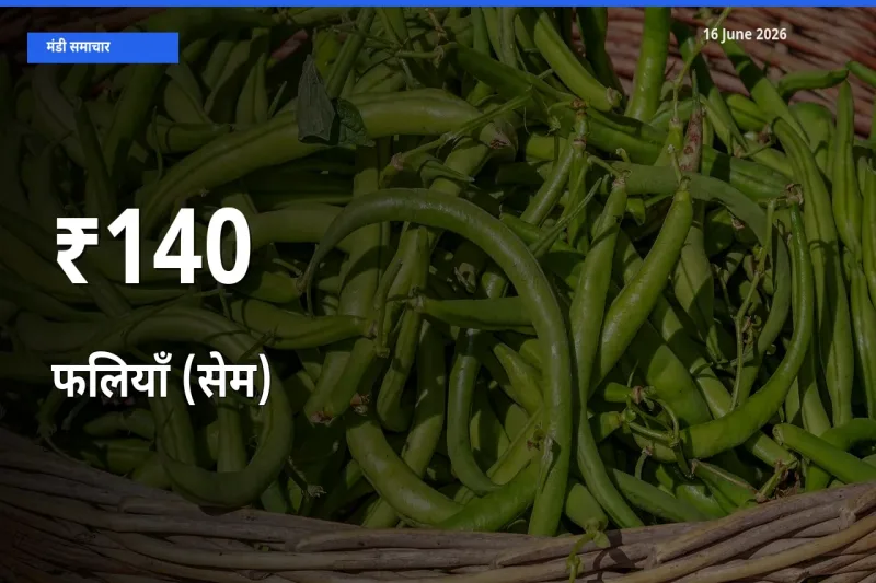 कई मंडियों में फलियाँ (सेम) के भाव एक दिशा में, बाज़ार का रुख साफ