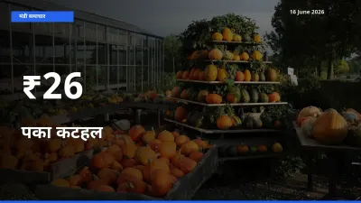 पका कटहल का ट्रेंड कई मंडियों में साफ