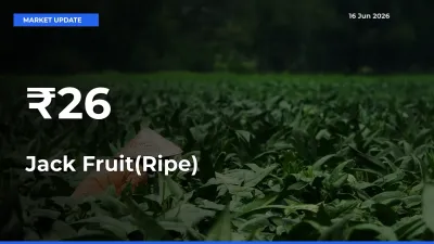 Jack Fruit(Ripe) Mandi Prices Move in Sync Across Major Markets Today